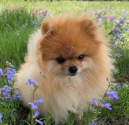 Cachorros Pomerania Miniatura Linea Rusa Llama Ya Num Descri