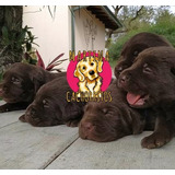 Cachorros Labrador Puros Y 10 Royal Canin Pouch Gratis