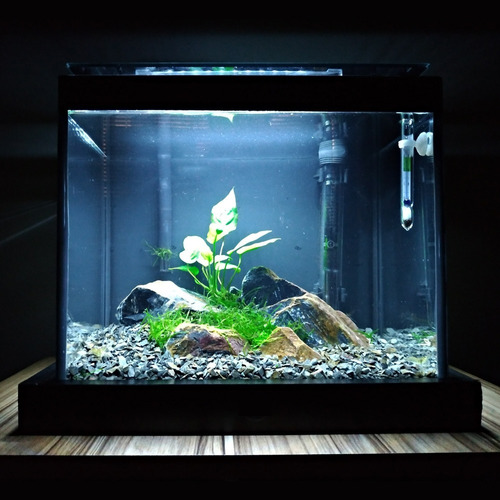 Aquário 15l Quili Blackbox Q-15 Completo + Decoração Natural