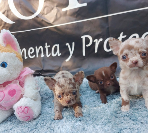 Chihuahuas Merle Miniatura Divinos Mercado Pago 