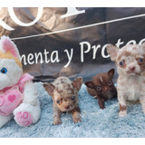 Chihuahuas Merle Miniatura Divinos Mercado Pago 