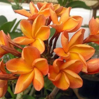 Plumeria Rubra Naranja | Envío gratis