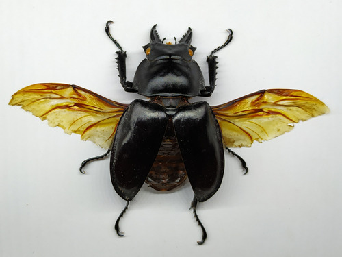 Entomología Insectos Disecados Escarabajos Regulares 