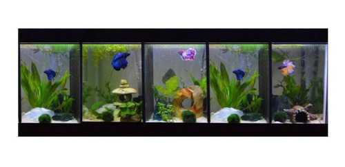 Beteira 5 Bettas 50x15x25cm + 2 Led 3w + Filtro + 10 Plantas