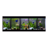 Beteira 5 Bettas 50x15x25cm +2 Led Filtro Plantas Termostato