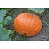 Semillas De Calabaza Naranja Organicas Ideal Huerta