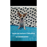 Cachorros Chihuahua Ala Venta 