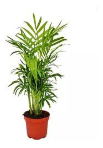 Palmera Chamaedorea Elegans - P R E M I U M -  E/g  Amba