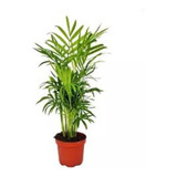 Palmera Chamaedorea Elegans - P R E M I U M -  E/g  Amba