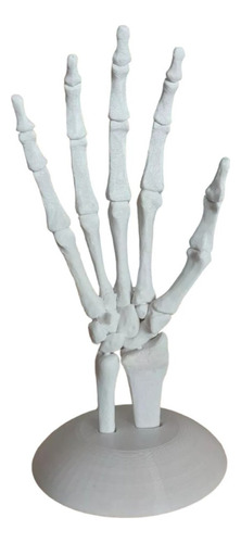 Huesos De La Mano Anatomia Medicina 3d