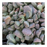 Semillas De Suculenta Aloinopsis Luckhoffii Planta Rara 