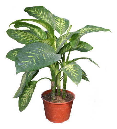 Planta De Interior Dieffenbachia Tropic Maceta 29. Grandes!