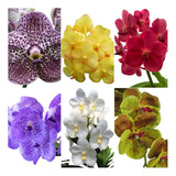 Kit 02 Mudas Jovens Orquídea Vanda Pronta Entrega