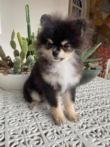 Spitz Alemão - Lulu Da Pomerania