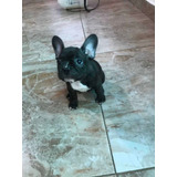 Hembra French Bulldog Francés