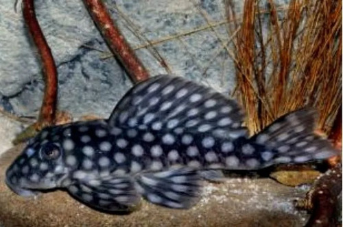 Peixe Cascudo Bola Branca -aquário- Água Doce