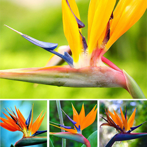 Inicio Bonsáis Strelitzia Flores De Jardín Tropical