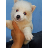 Cachorros Pomsky Mini Lobo Perros Hermosos Mascotas 