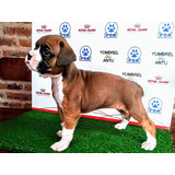 Cachorro Boxer  Pedigree Fca 