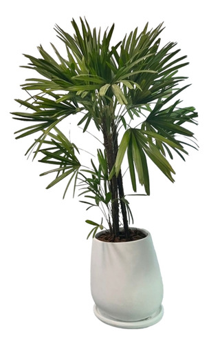 Palmera Raphis 15 Litros- Naturaleza Activa