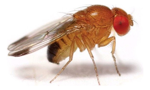 Drosophila Melanogaster Cultivo De 3.000 Larvas.envios