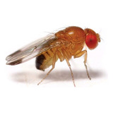 Drosophila Melanogaster Cultivo De 3.000 Larvas.envios