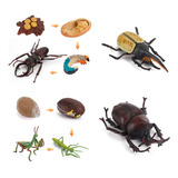 Figuras De Insectos Realistas, Juego De Juego De Ciclo De Vi