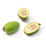 Feijoa