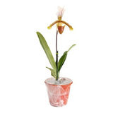 Orquidea Sapatinho Com Vaso ! Paphiopedilum Insigne Adulto!