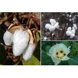 Semillas De Algodon Arboreo - Gossypium Hirsutum - Bellisimo