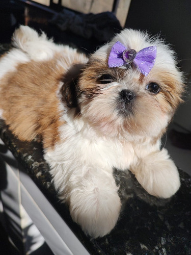 Princesa De Shih Tzu 