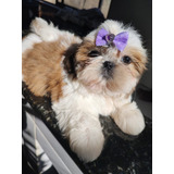 Princesa De Shih Tzu 