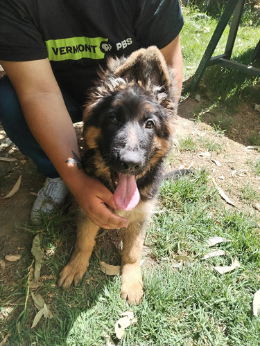 Cachorros Pastor Aleman Padres Inscritos