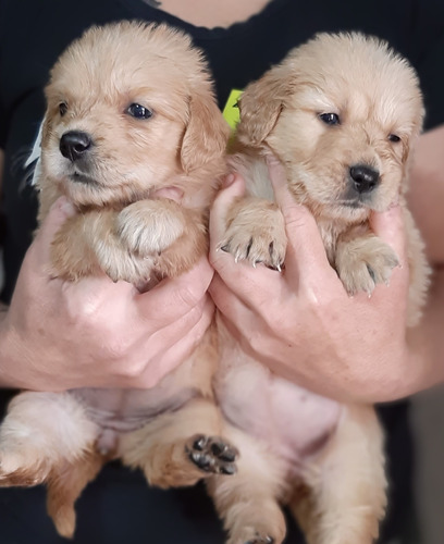 Cachorros Golden Retriever!!!!!