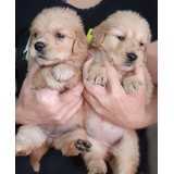 Cachorros Golden Retriever!!!!!