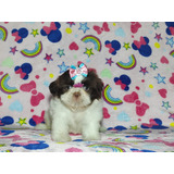 Shitzu Fêmea Filhote Shih Tzu 