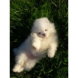 Lulu Da Pomerânia Spitz Alemão Branco Neve