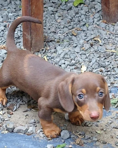 Cachorros Salchichas Mini