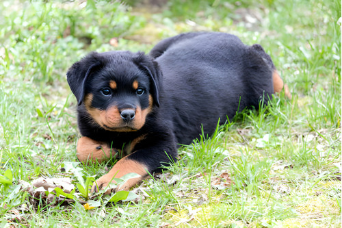 Perros Rottweiler Con Registro Cachorros Disponibles Pet