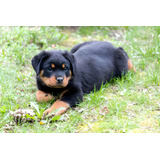 Perros Rottweiler Con Registro Cachorros Disponibles Pet