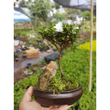 Bonsai Diferentes