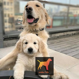 Cachorros Golden Retriever 100% Puros Con Libreta Real