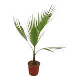 Plantas Palmera Abanico