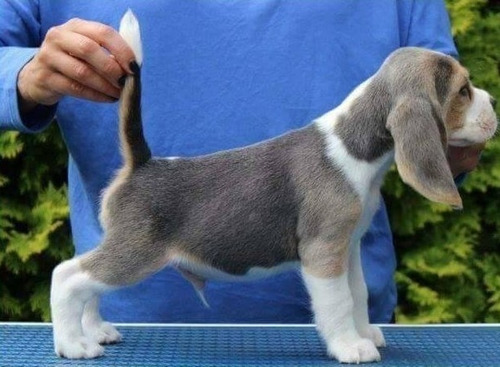 Beagle  Cachorros  Azul  Blue  