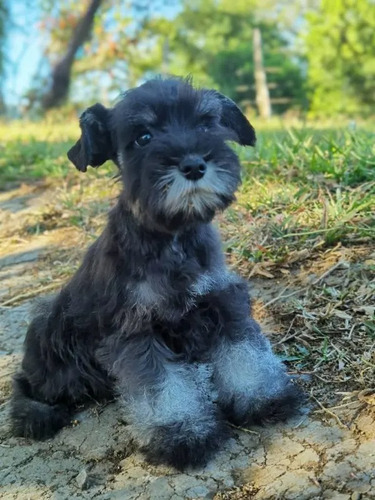 Cachorro Schnauzer Mini. 02