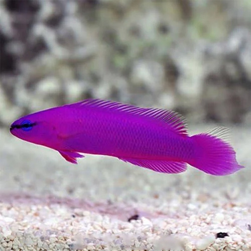 Psudochromis Fridimani - Peixe Marinho Fridimani - 6cm