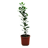 Ficus Moclame Planta De Interior Fácil Cuidado