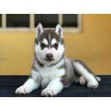 Cachorros Husky Siberiano