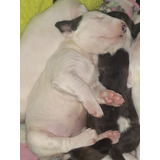 Bullterrier Cachorros Con Fca