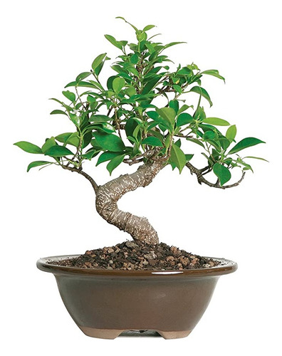 Brussel's Bonsai, Bonsai De Ficus Golden Gate